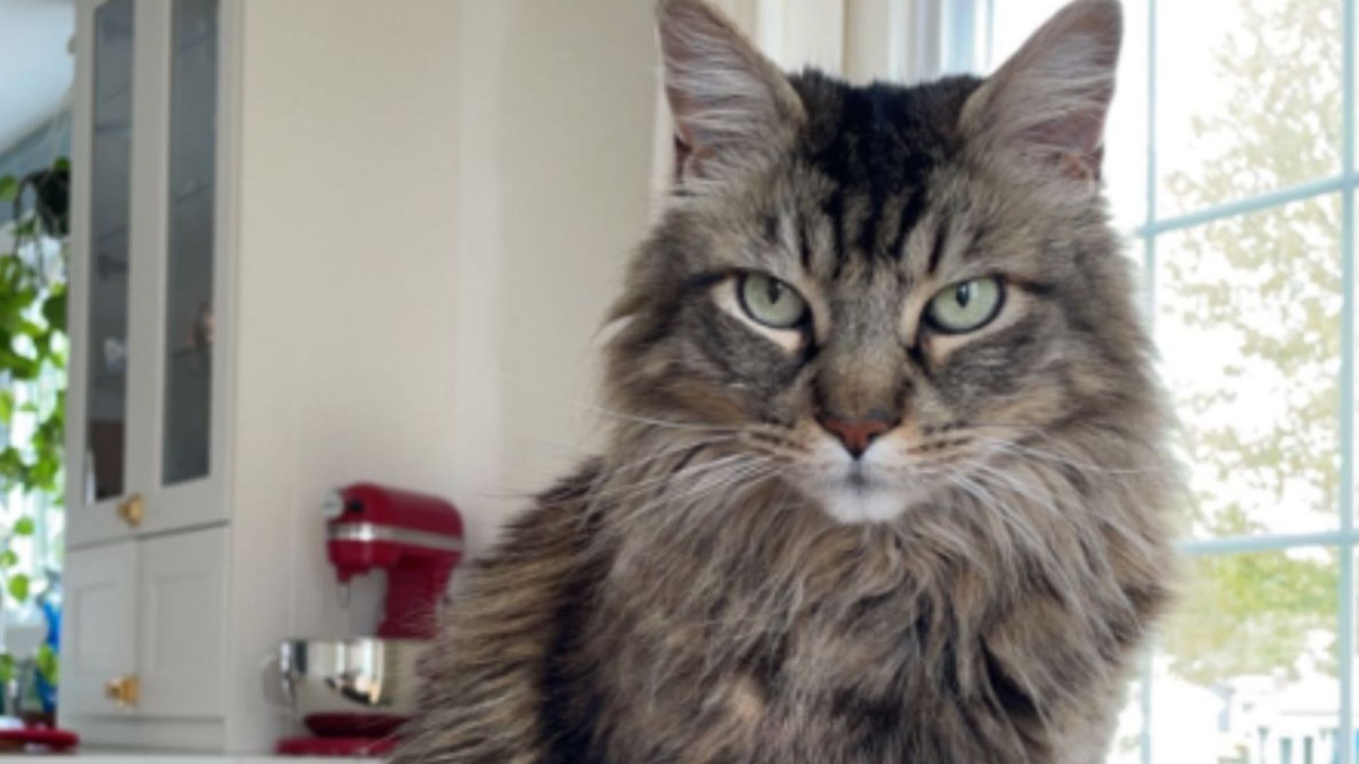Missouri Woman Adopts A Bullied Shelter Cat