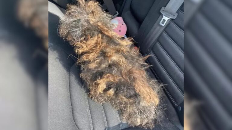 Missouri Woman Spots A Discarded 'Wig' Lying On The Road