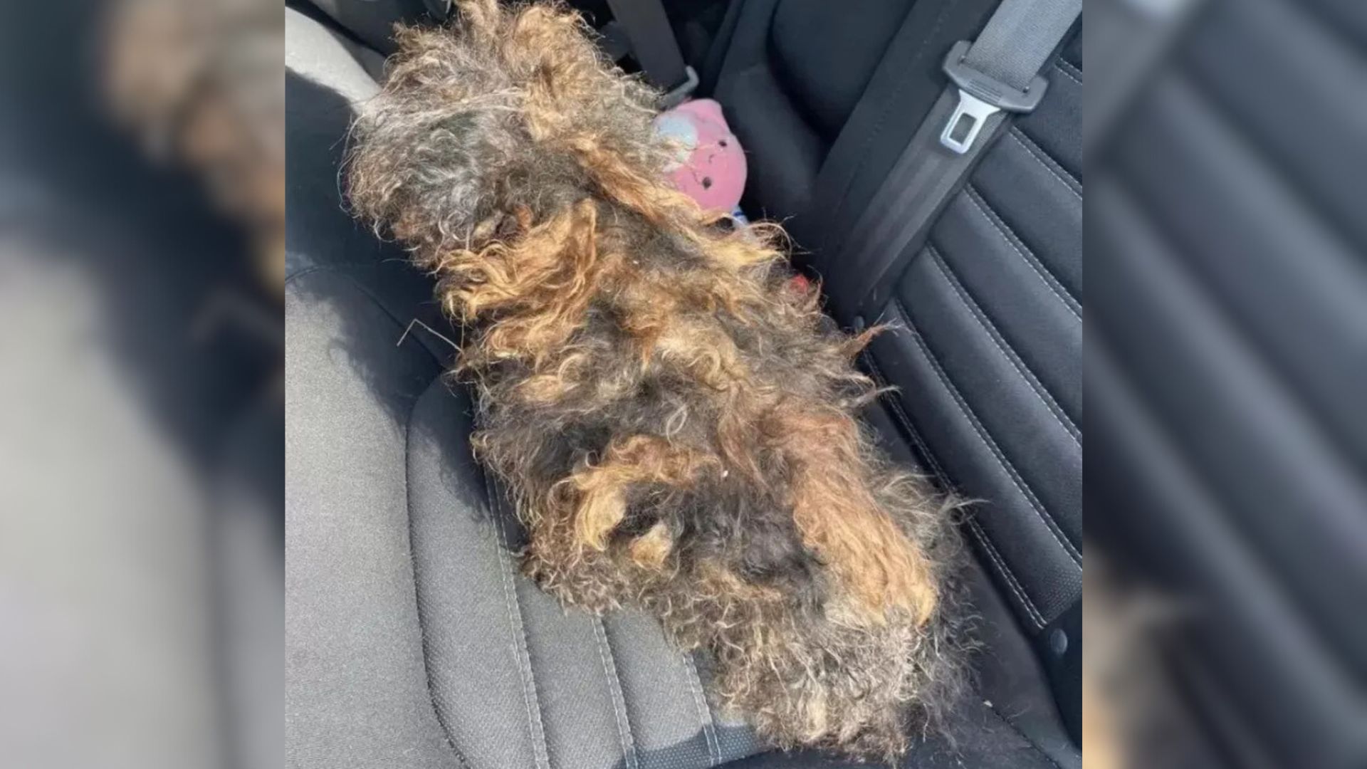 Missouri Woman Spots A Discarded 'Wig' Lying On The Road
