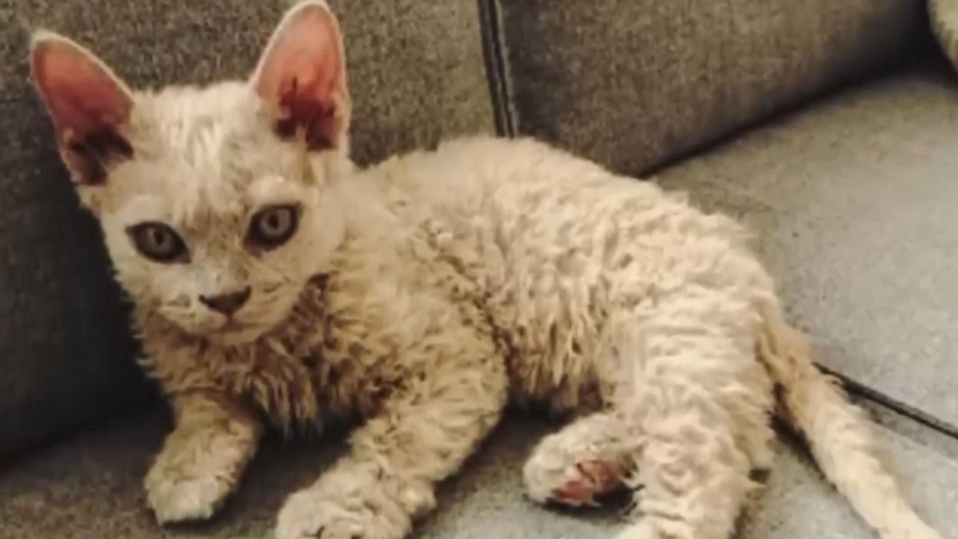 Montana Cat Gives Birth To Kitten