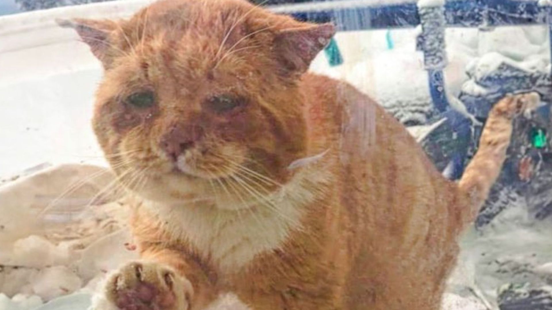 NY Woman Hears Scratching At Her Door And Finds Freezing Senior Cat