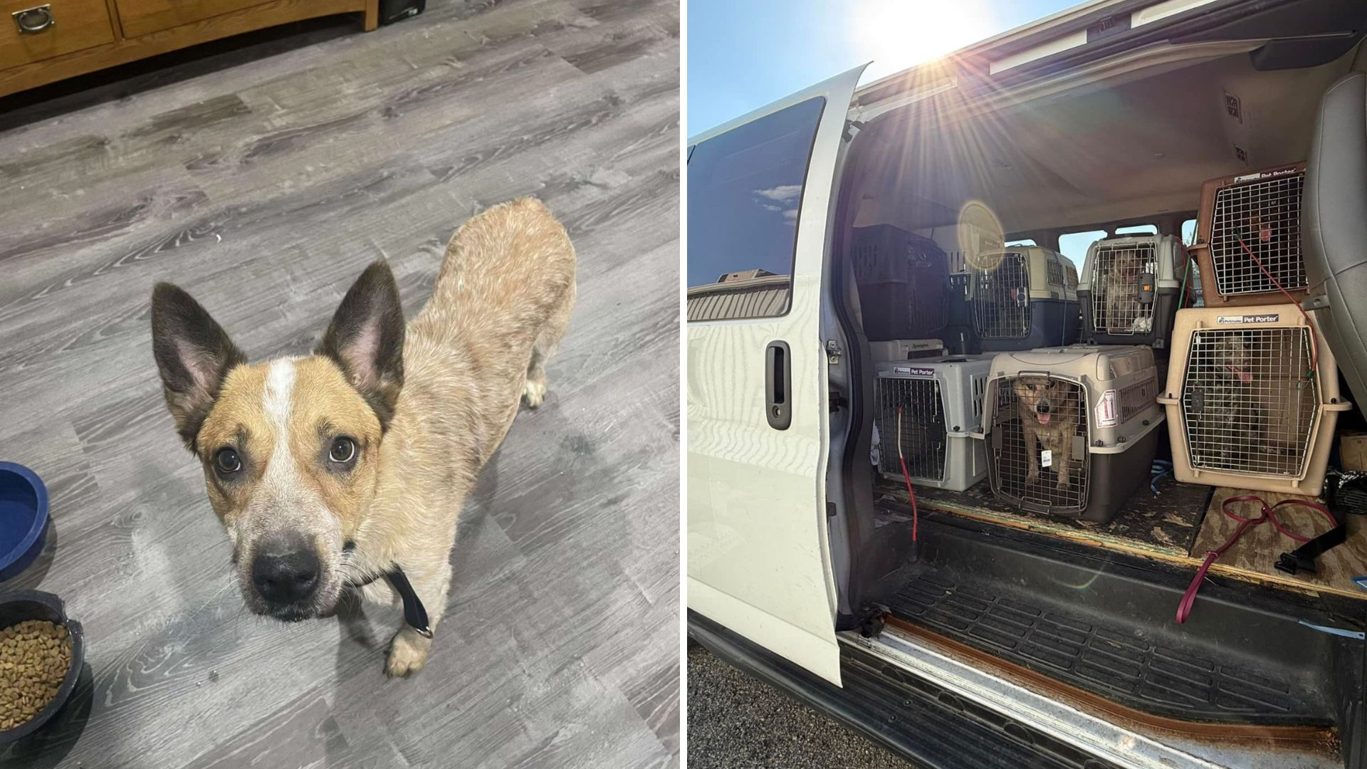 Nearly 400 Animals Get Saved From Disturbing