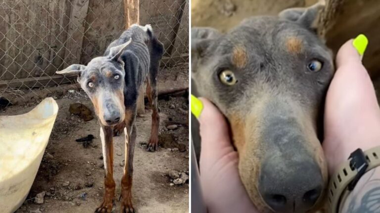 Neglected Dog Living In Filthy Cage In California