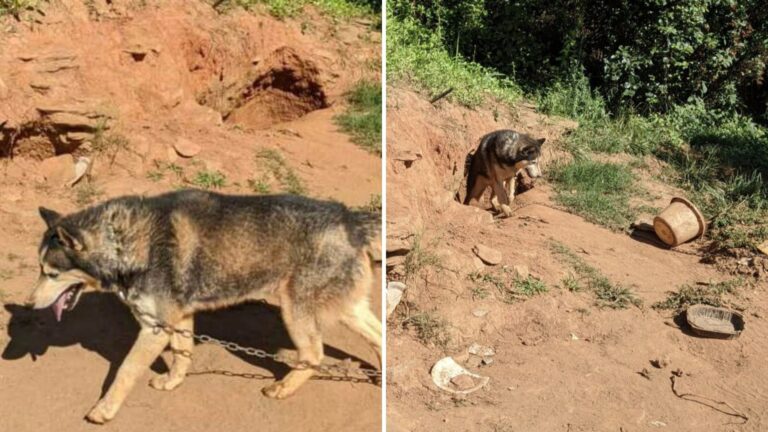 Neglected Husky Chained In North Carolina