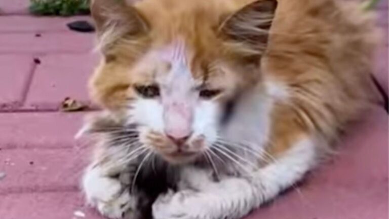 New Jersey Man Comes Home From Work