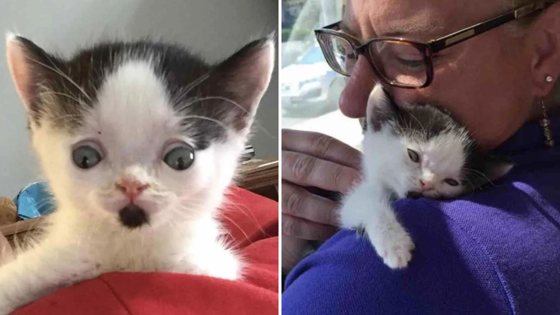 New Jersey Woman Spots Kitten With Striking Eyes