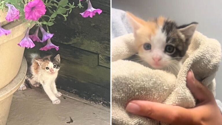 New York Couple Goes To Wedding Venue And Comes Home With Little Addition