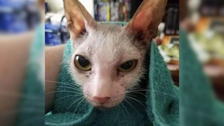 North Carolina Cat Shocks Everyone By Giving Birth To Weird Kitten