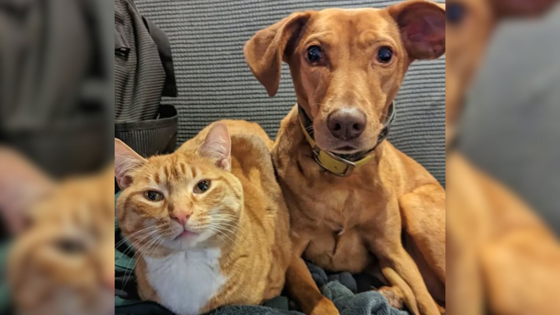 What Their Cat Does To Their Anxious Dog