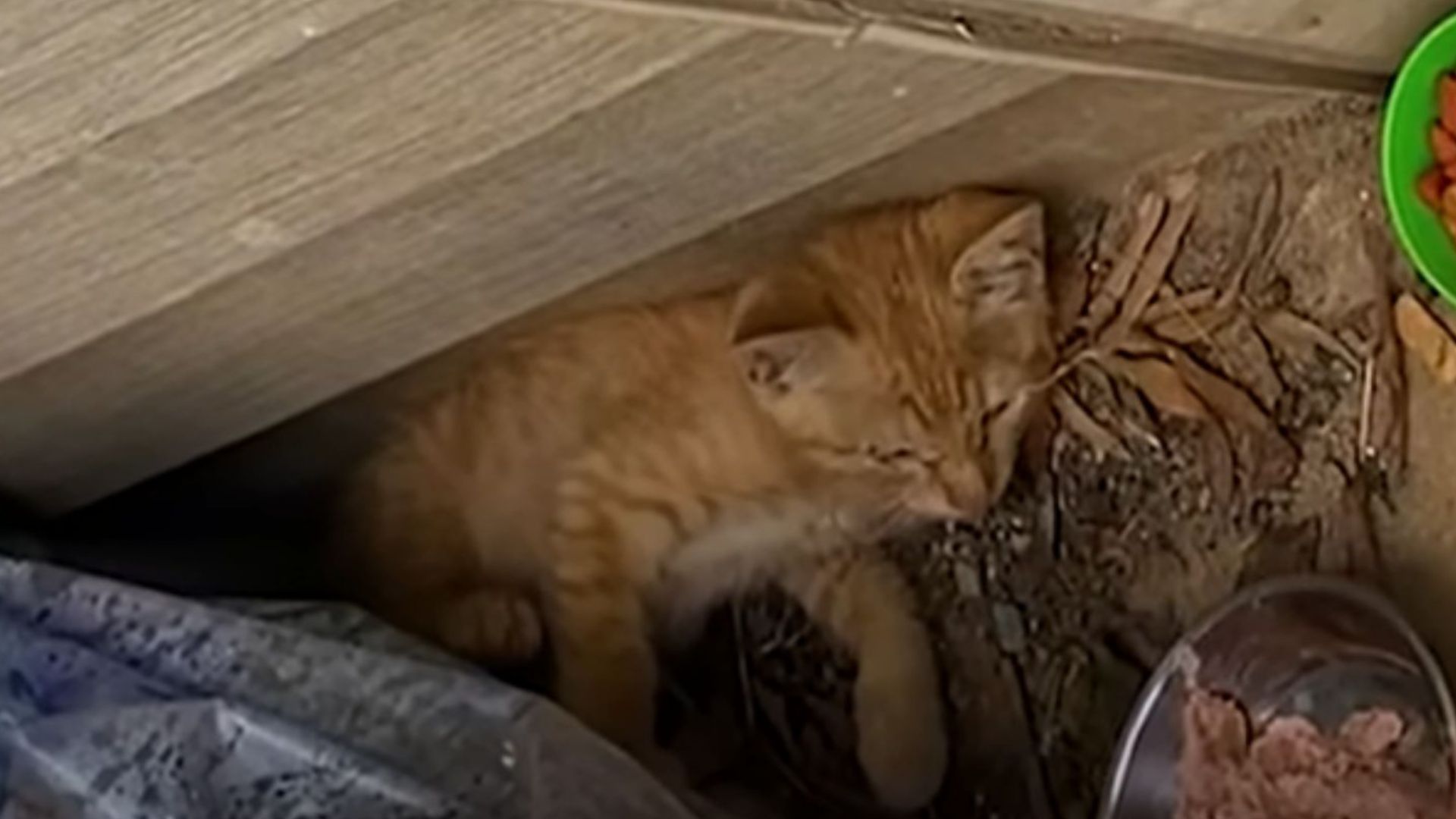 North Carolina Man Finds A Motionless Kitten