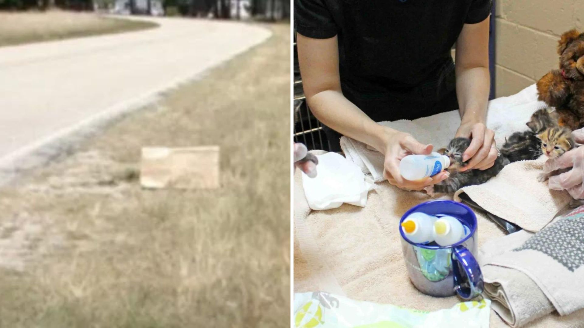 North Carolina Man Spots A Paper Bag On The Road