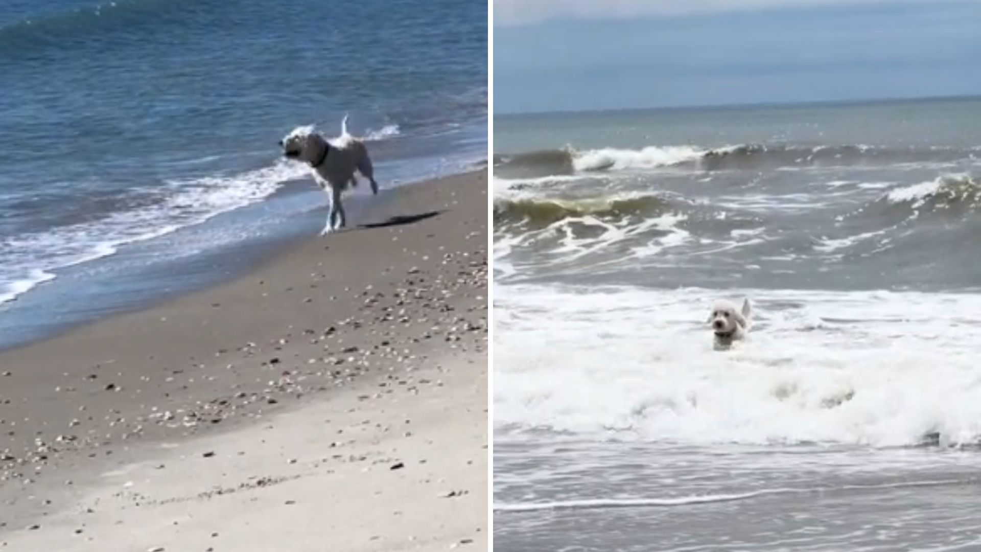 North Carolina Woman Watches Her Dog Jump Into The Ocean