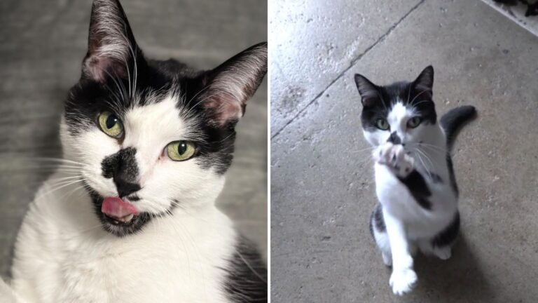 Ohio Cat's Hilarious Response To “Who’s A Good Boy”