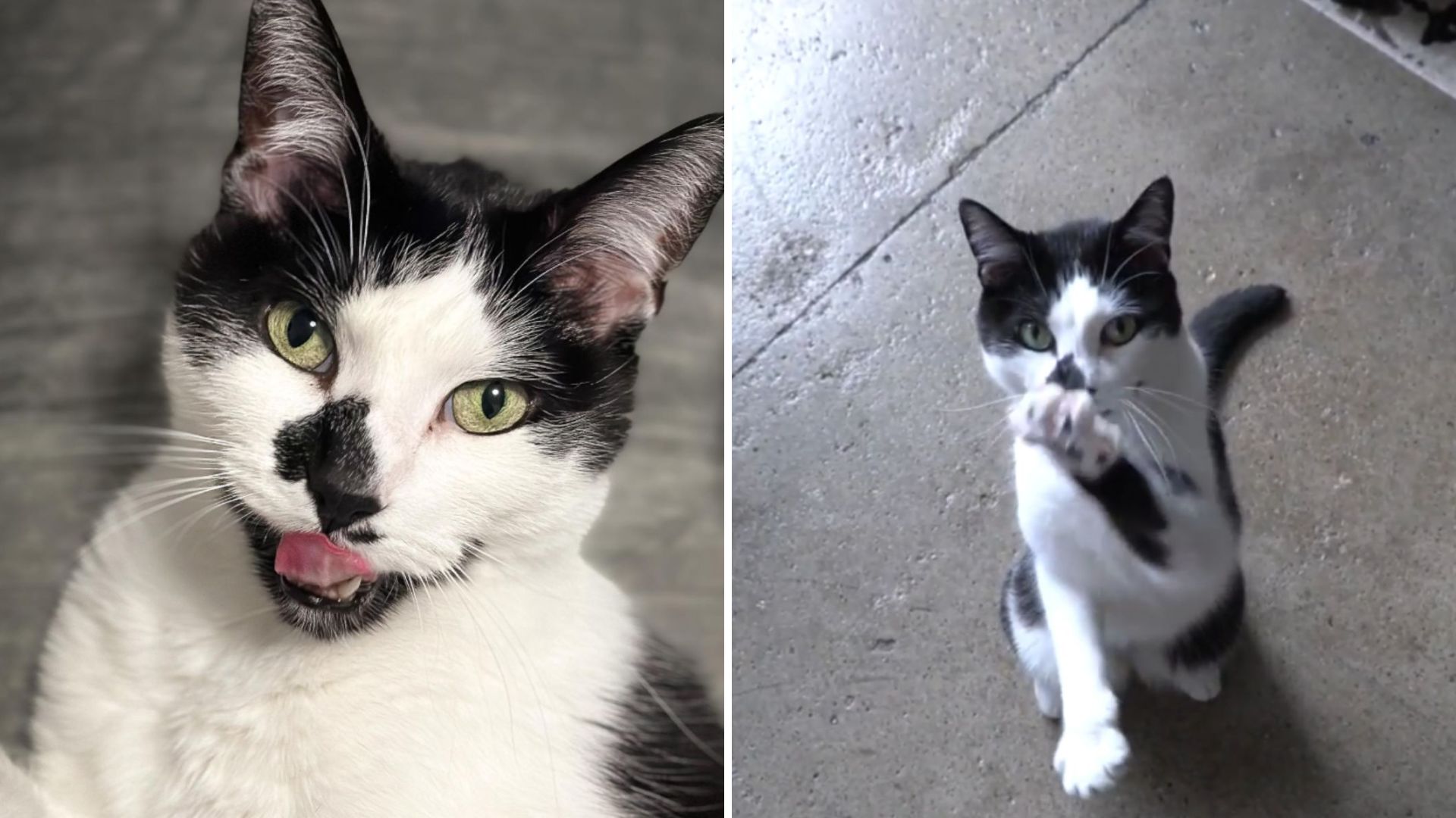 Ohio Cat's Hilarious Response To “Who’s A Good Boy”