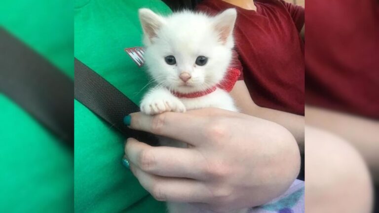 Ohio Man Demands Euthanasia For Adorable Kitten