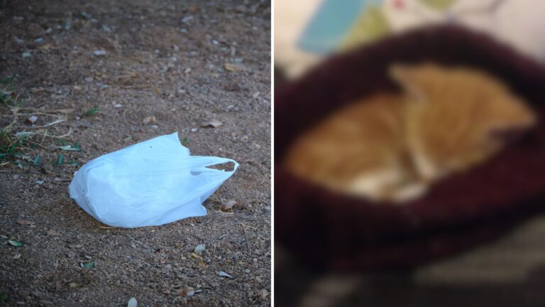 Ohio Man Opens Plastic Bag Left By The Roadside