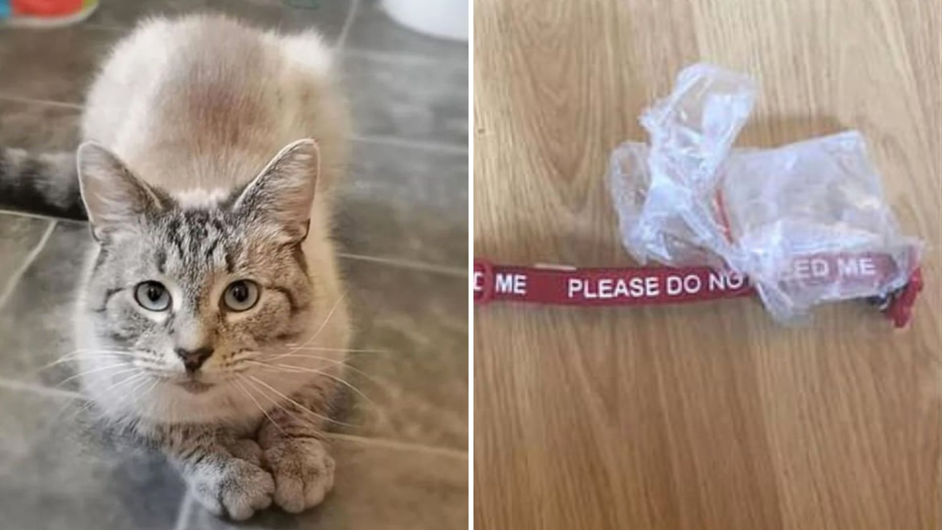 Ohio Man Shocked To Find His Cat Back Home