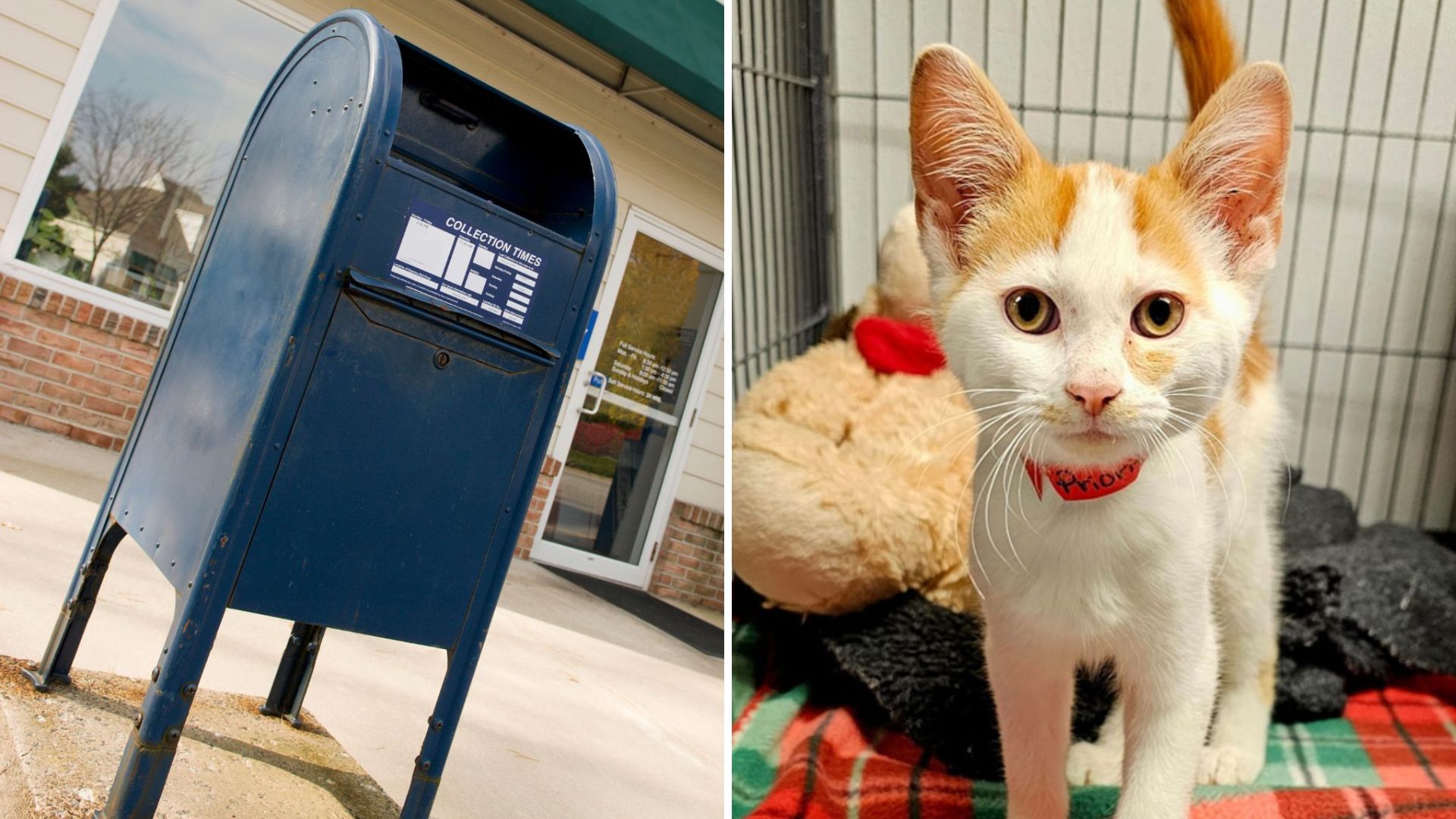 Ohio Rescue Team Finds Tiny Kitten