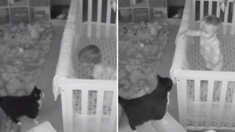 Ohio Toddler And Family Cat Share A Secret Moment