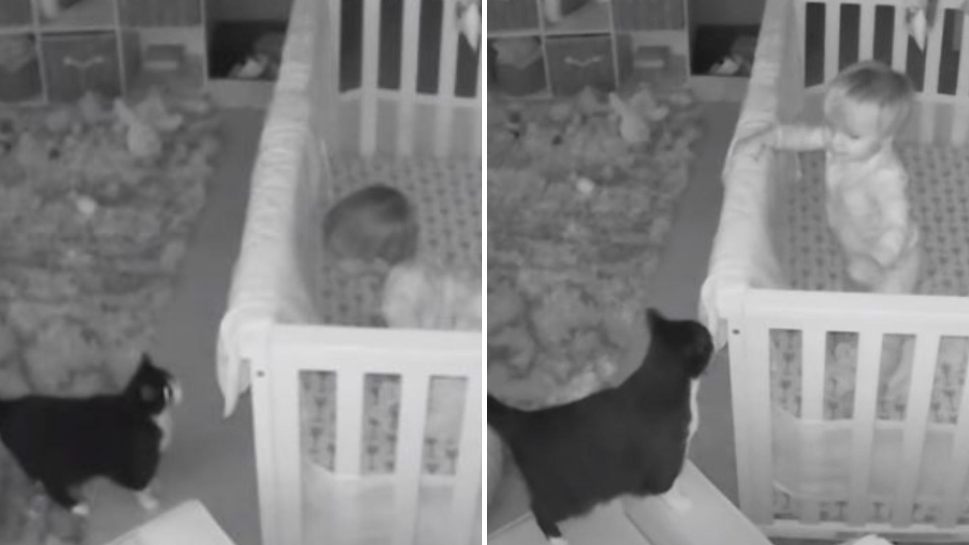 Ohio Toddler And Family Cat Share A Secret Moment