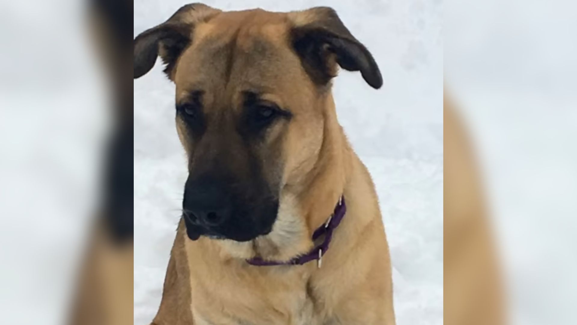 Ohio Woman Finds Shivering Dog By The Roadside