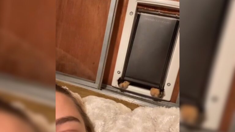 Ohio Woman Installs Kitty Door