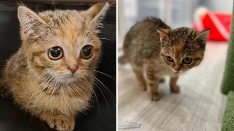 Ohio Woman Rescued Stray Kitten