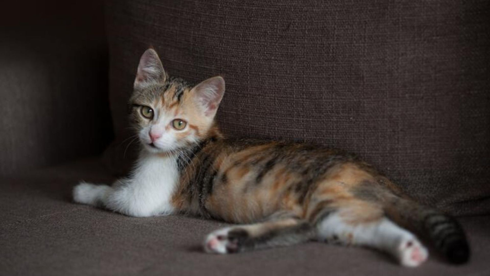 Ohio Woman Spots Tiny Calico Kitten Lying In The Grass