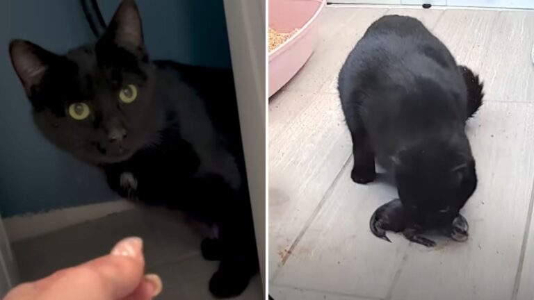 Ohio Woman Takes In A Stray Cat