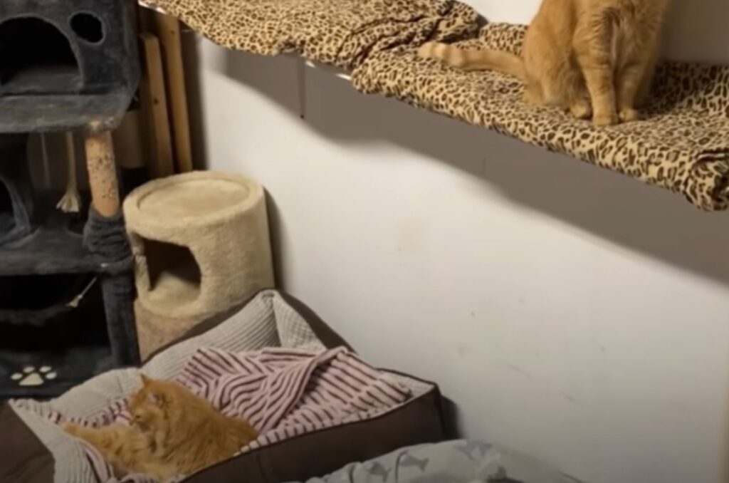 One cat is lying on a pillow, the other is sitting on a board
