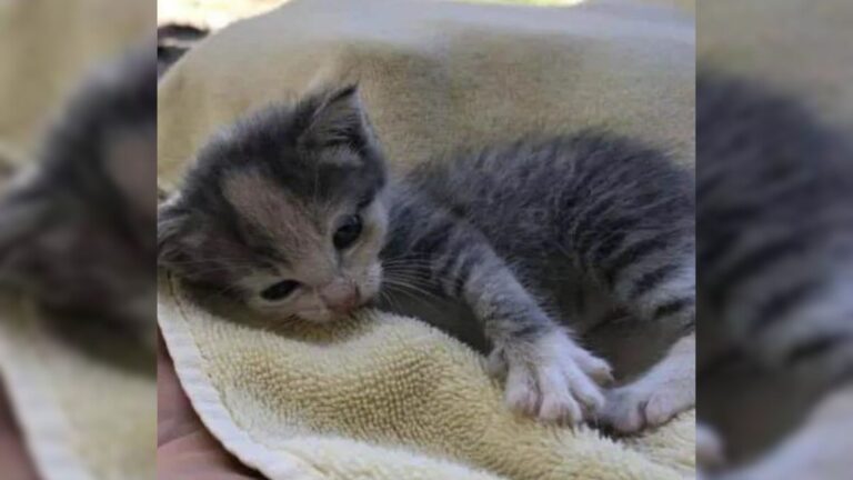 Orphaned Kitten Cries For Help For 15 Hours On Florida Farm