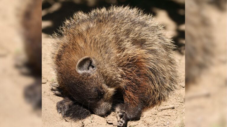 PA Family Finds Motionless Woodchuck In Their Yard
