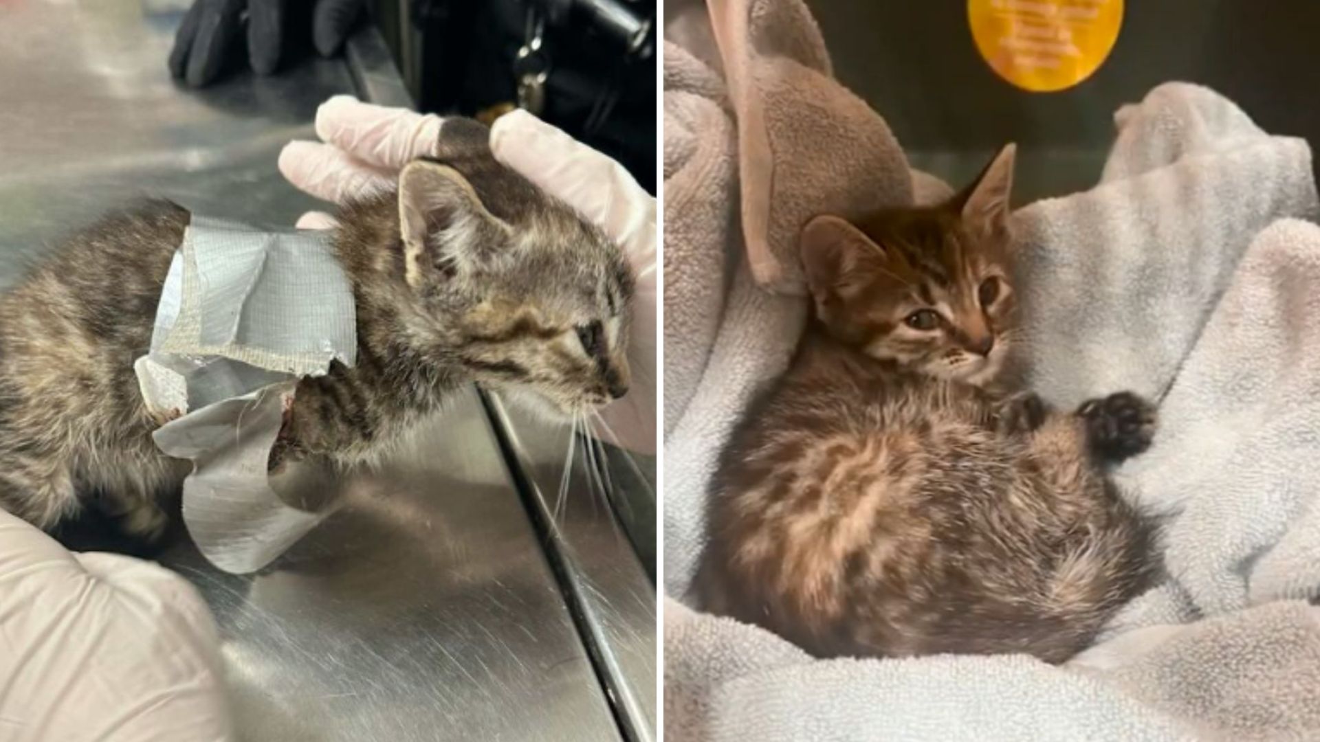 In Duct Tape Among 38 Neglected Pets In One Home