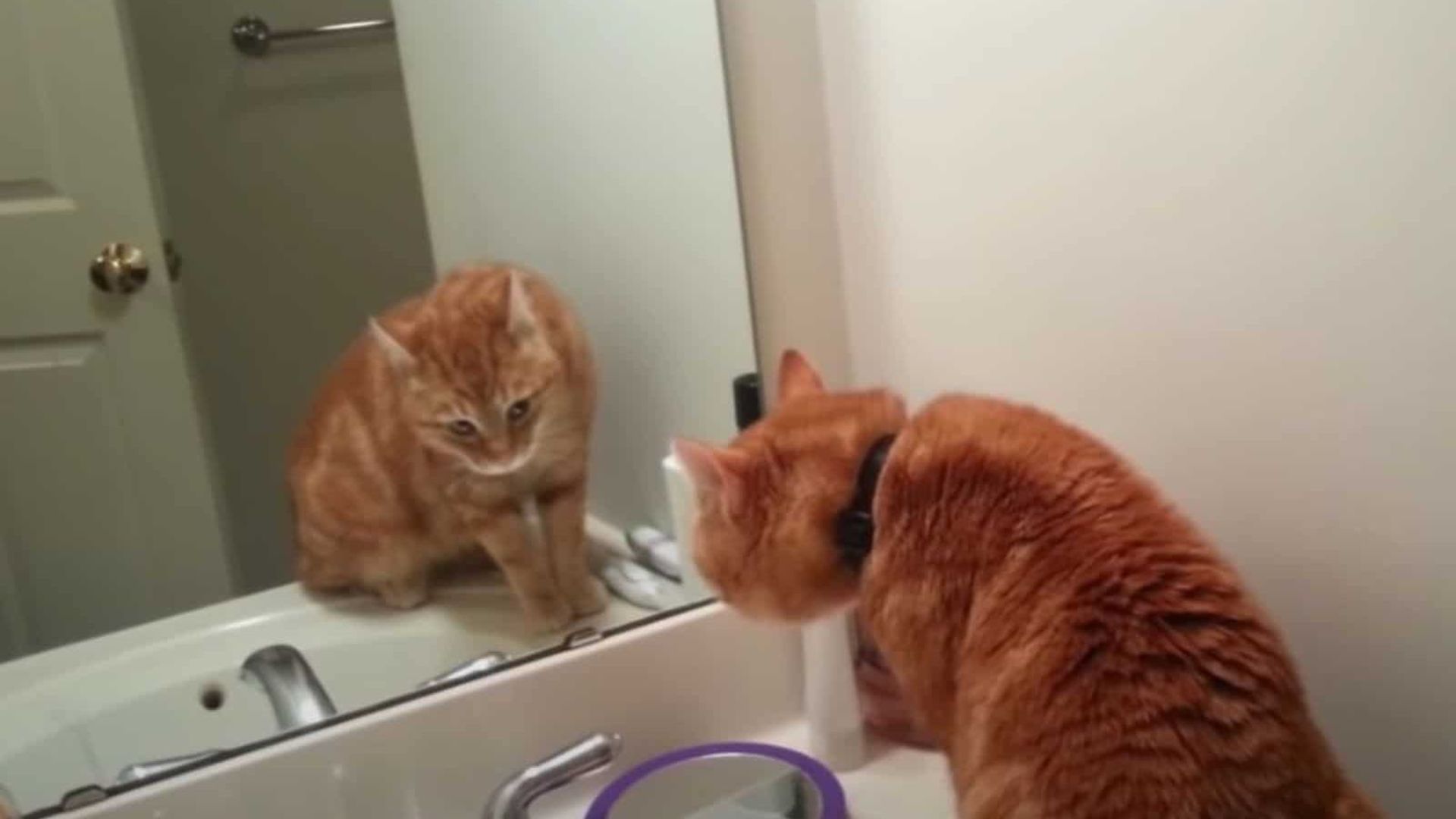 Pennsylvania Family Captures A Hilarious Video Of Their Cat