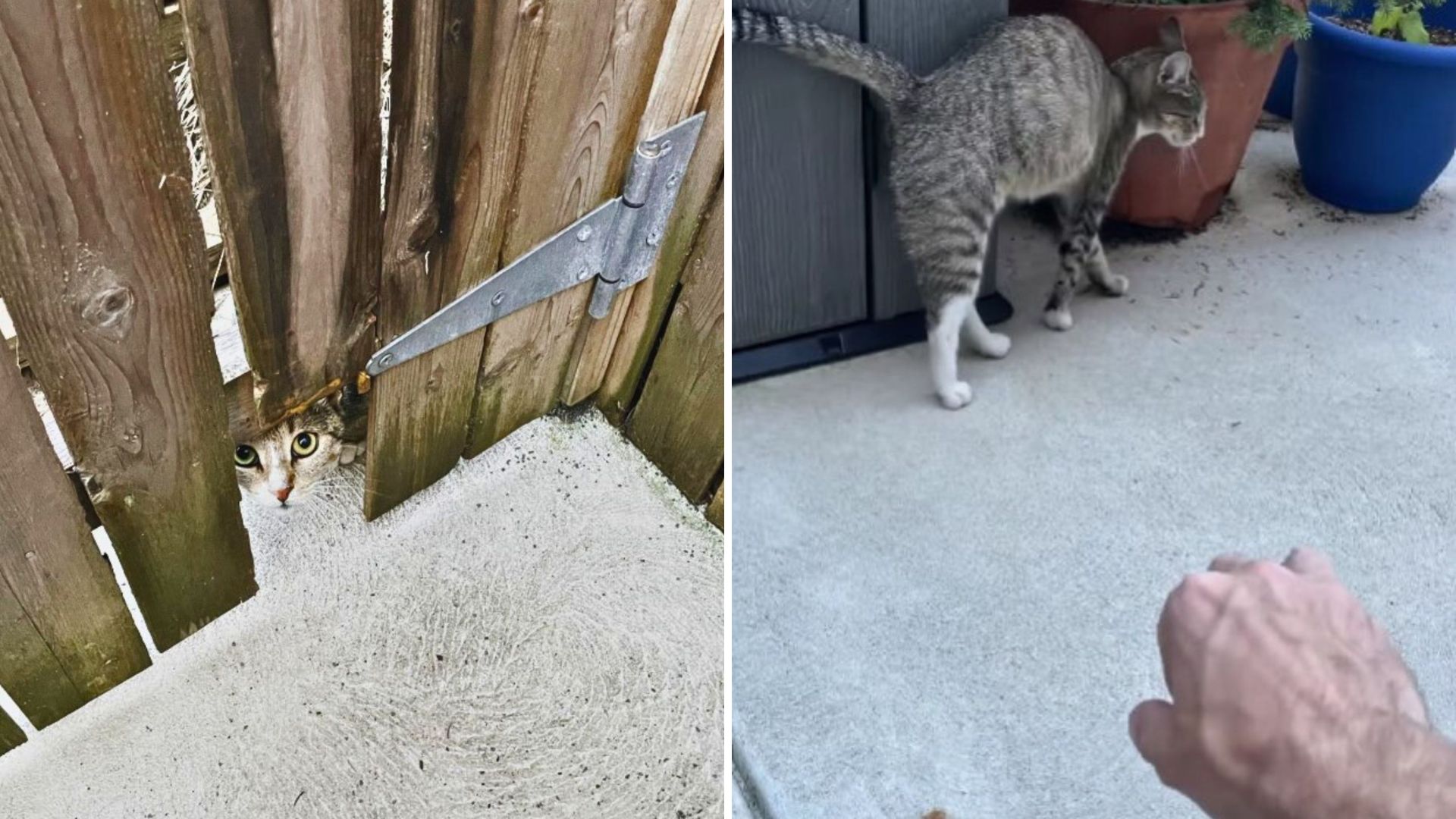 Pennsylvania Man Lures Feral Cat Into His Home