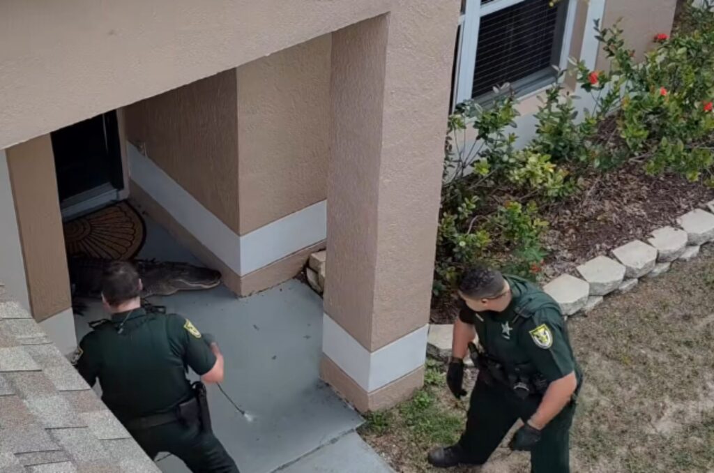 Police officers approach the alligator