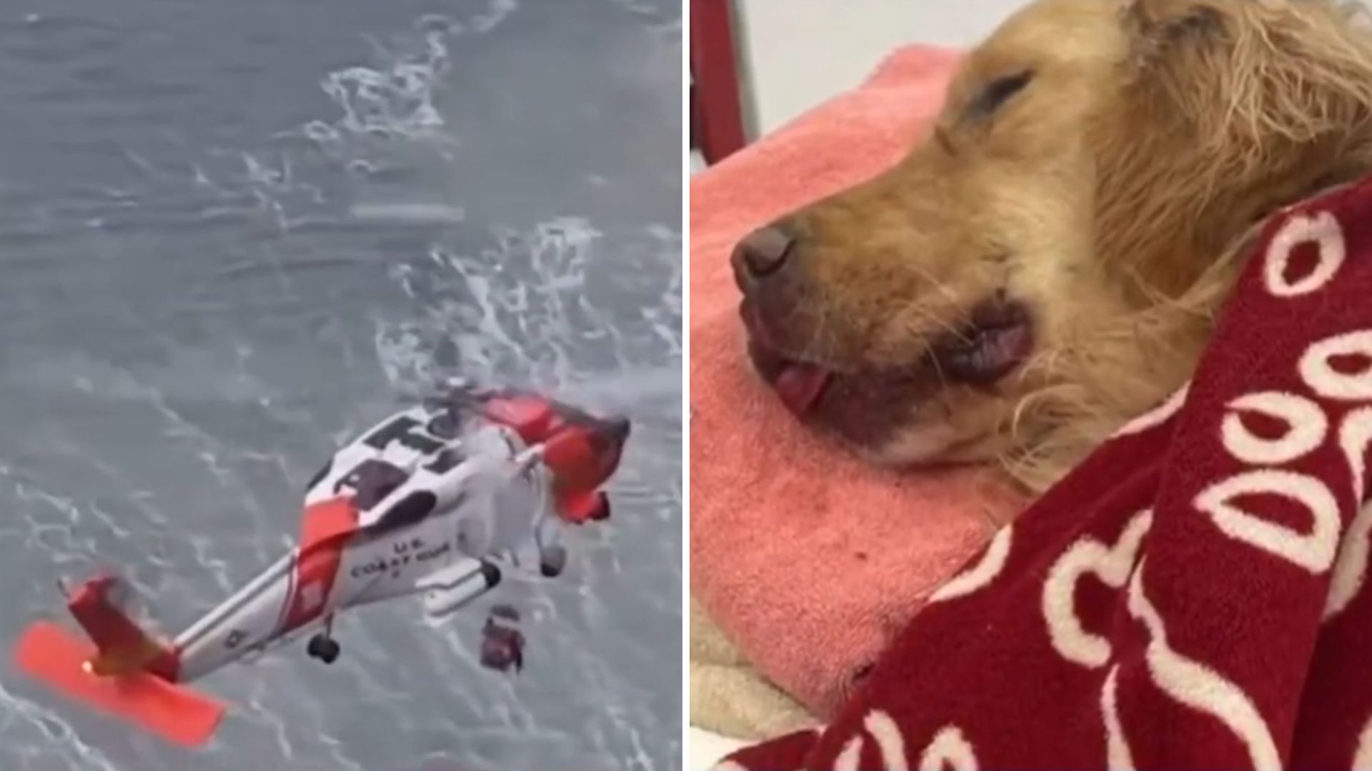 Family Watches In Horror As Their Dog Falls From A Cliff