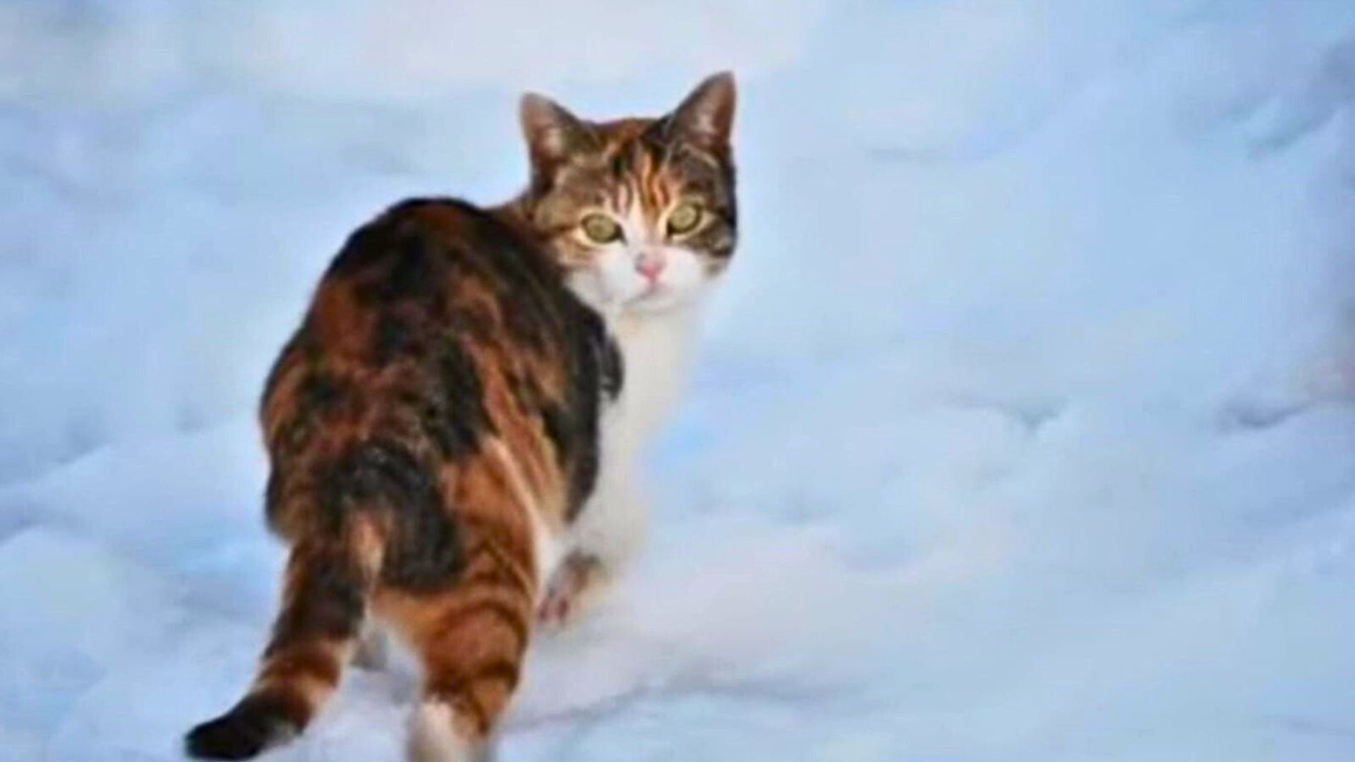 Pregnant Cat Gets Heartlessly Thrown Out Of A Car In Michigan
