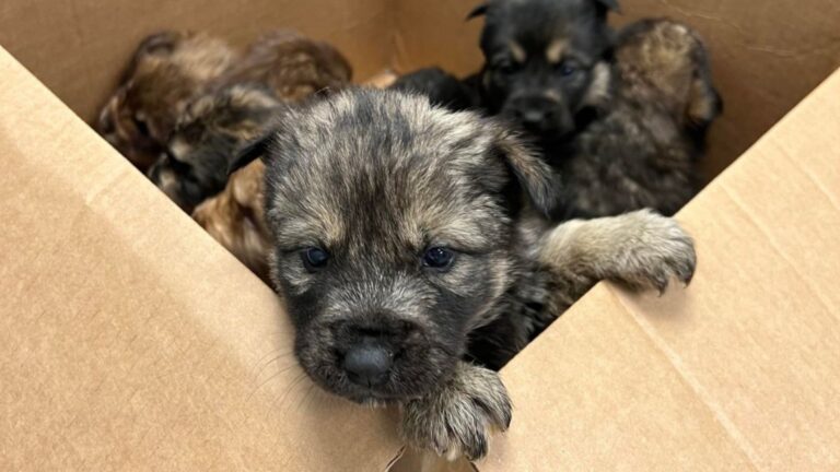 Puppies Found Shaking In A Box