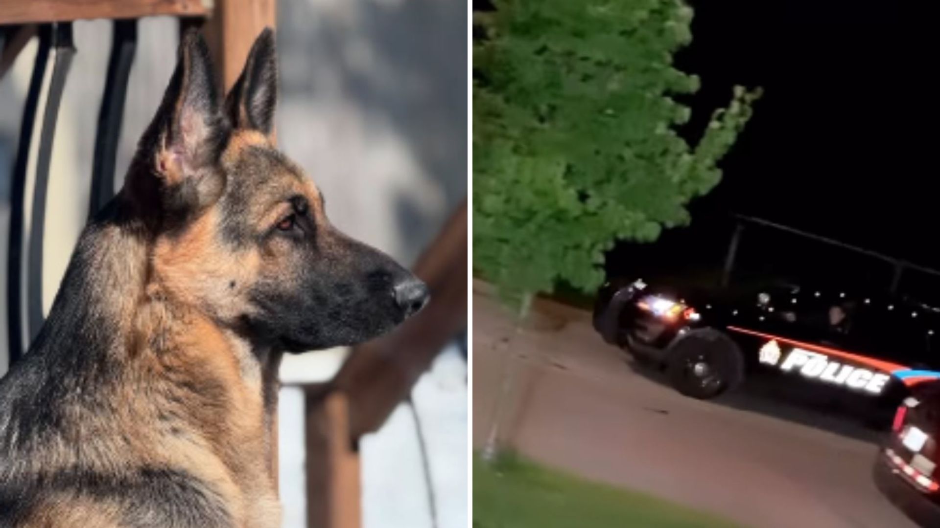 Something Terrifying In Their Backyard