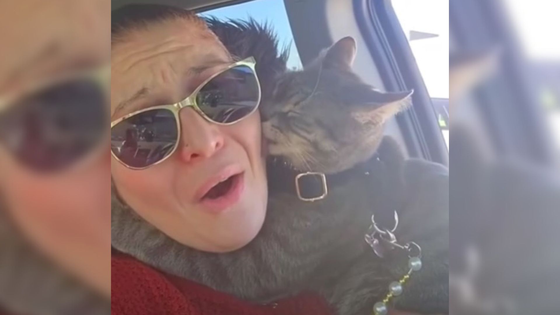 Random Cat Jumps Into Ohio Woman’s Car