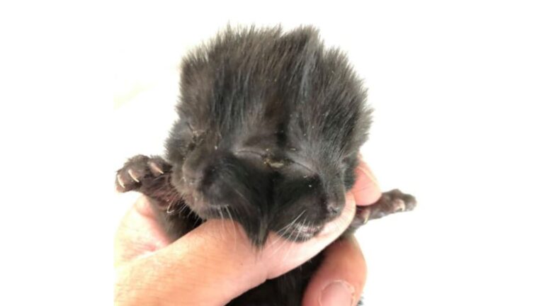 Rejected By Her Mom, Two-Faced Kitten In North Carolina