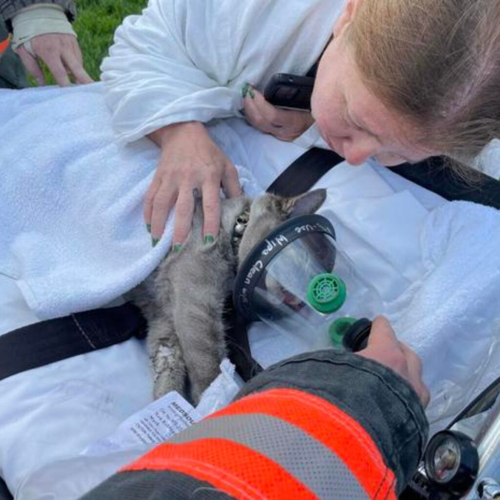 Rescuers give oxygen to the dog
