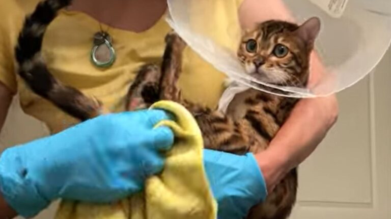 Seattle Team Finds Bengal Kitten Dumped In A Box