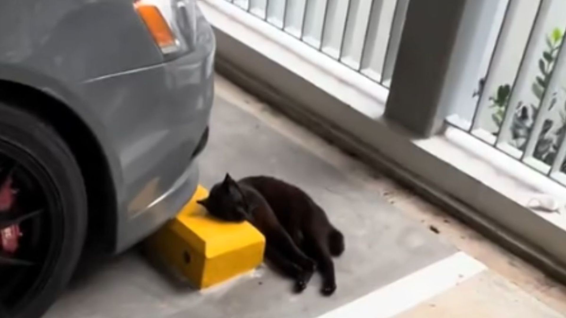 Senior Cat Rests Her Head On Cold Bumper