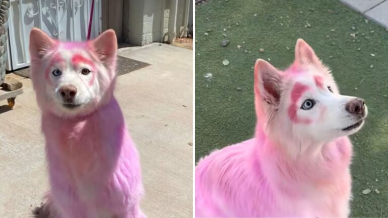 Senior Dog With Pink Fur