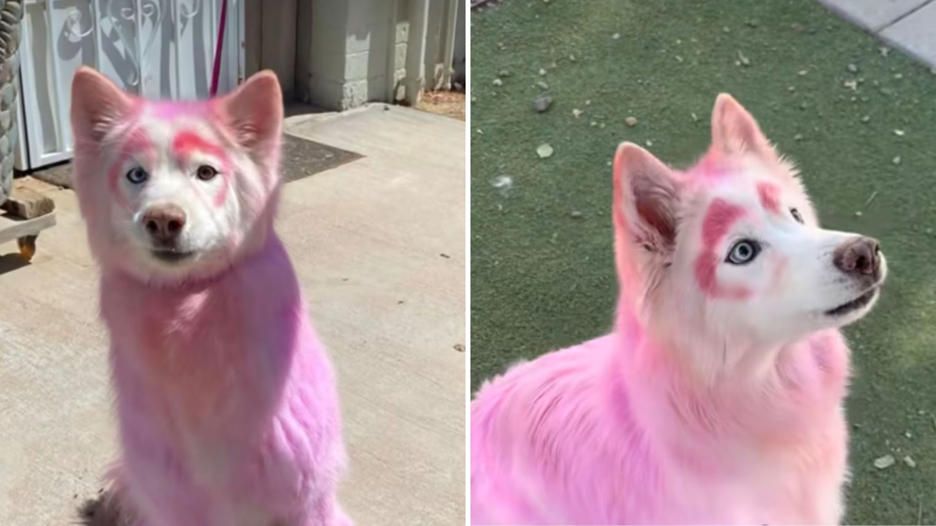 Senior Dog With Pink Fur