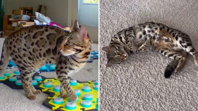 Cat Tells Her Through Speech Buttons