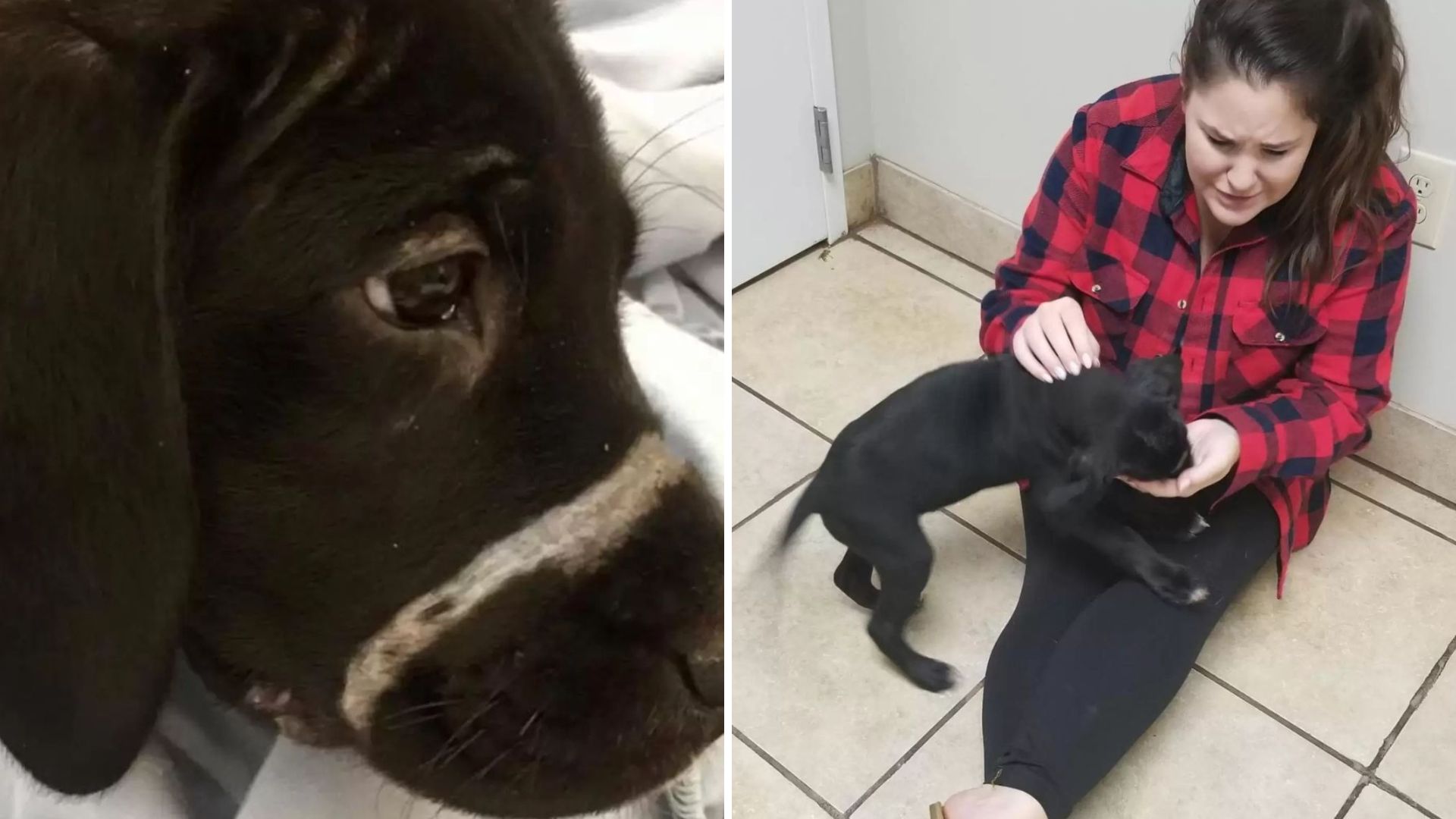 Why This Pup Can’t Open His Mouth