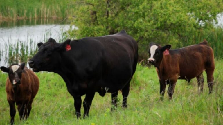 South Dakota Man Checks On Pregnant Cow